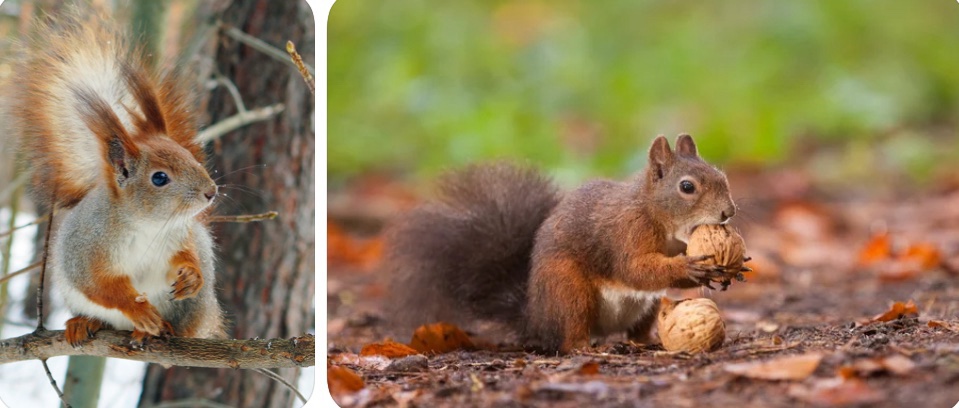 День білок — 21 січня: пухнасті символи життя, запасливості й… характеру