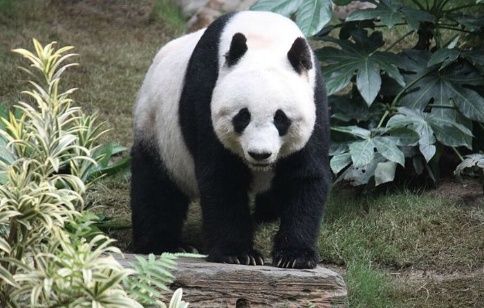 Чому Китай забрав у Японії двох останніх панд?