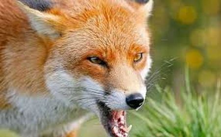 За січень від укусів тварин постраждали майже 400 людей