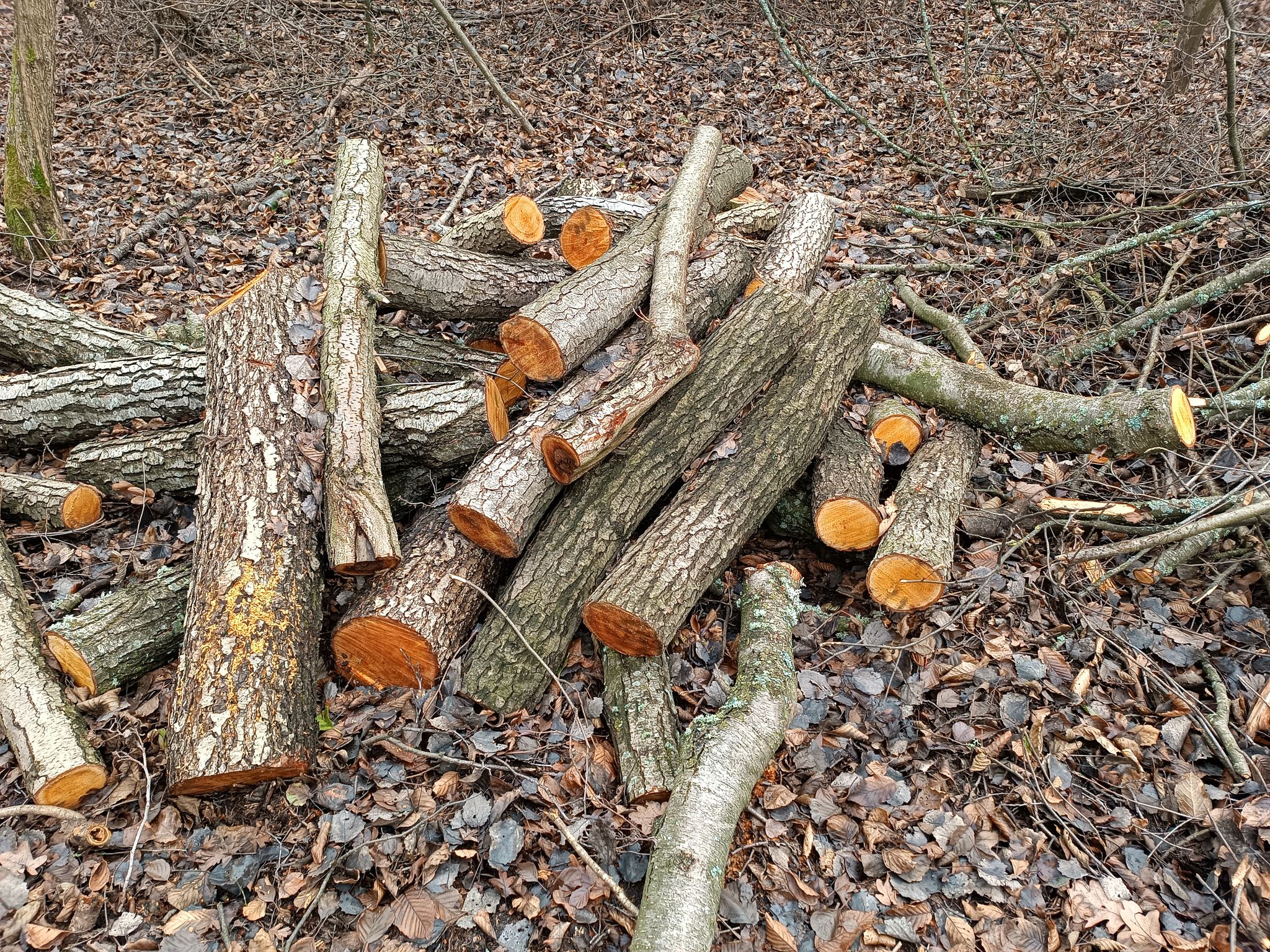 Чорні лісоруби на Вінниччині вирізали дерев на пів мільйона грн