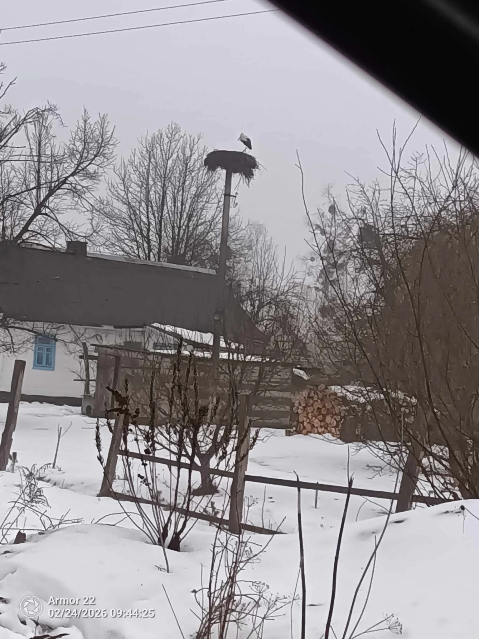 В Україну повертаються лелеки