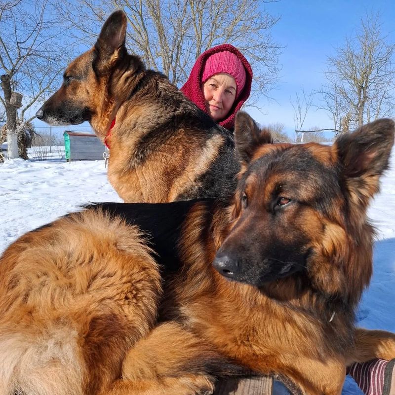 На Вінничині дві вівчарки артистично катаються на велосипеді