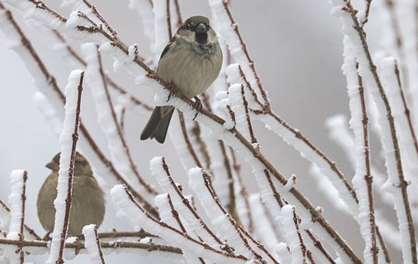 Морози в Україні не відступають: прогноз погоди