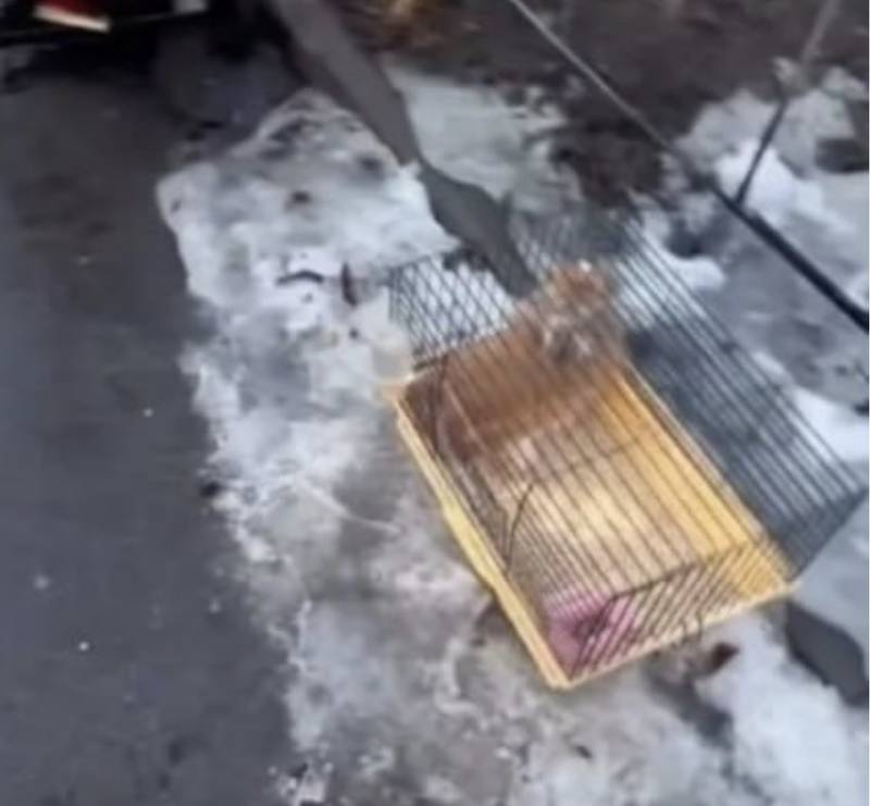 У Вінниці декоративного кролика викинули господарі помирати прямо на сніг і мороз із кліткою