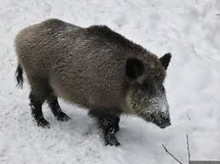 Дикий кабан на вулицях Вінниці