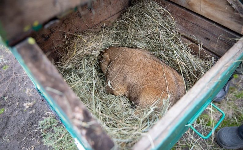 Бабак Тимко IV віщує прохолодну весну