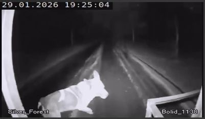 Схоже, цей собака намагався попередити про небезпеку український наземний дрон, який доставляв провізію бійцям