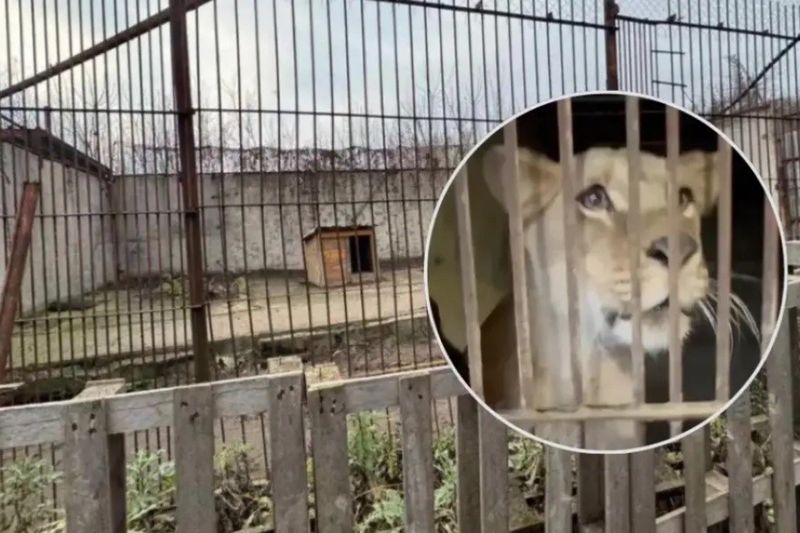 Як покарали керівника зоокутка