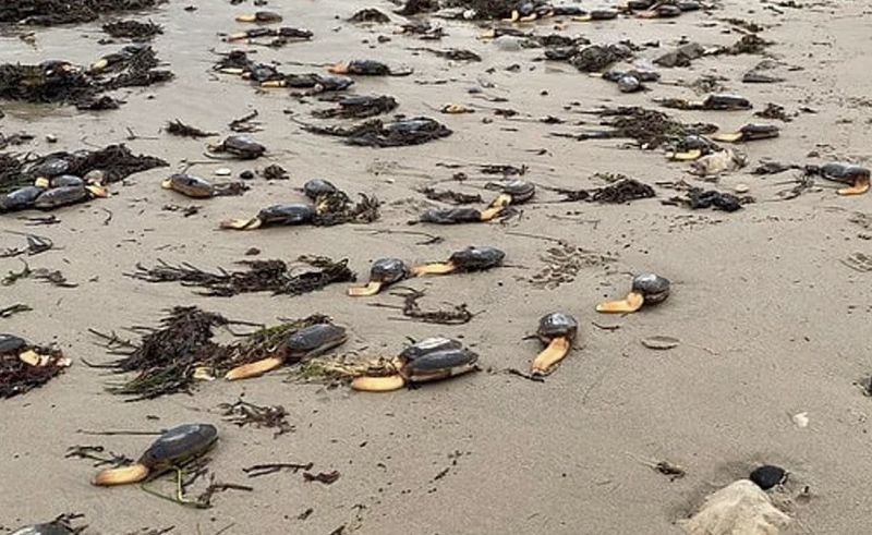 Шторм викинув на британські пляжі тисячі рідкісних «одноногих» монстрів