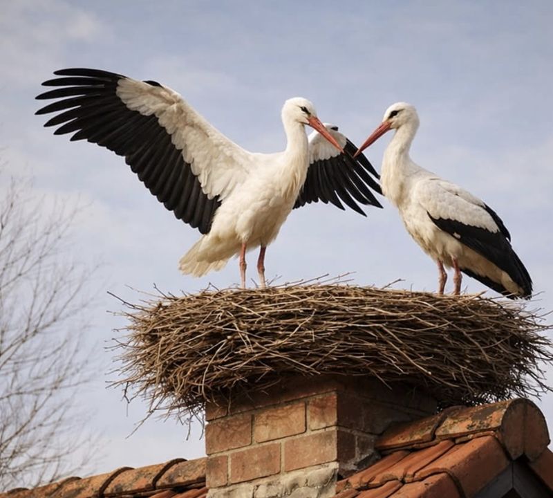 Чому лелеки завжди повертаються до рідного дому?