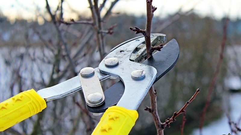 Коли весною обрізати дерева, щоб не пропав урожай
