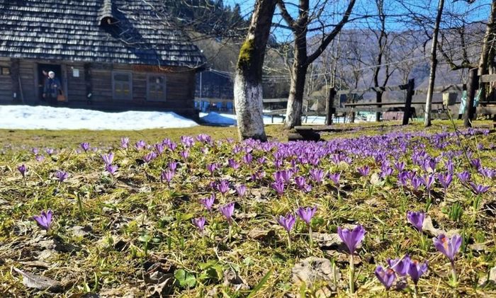 Почали квітнути шафрани Гейфеля, які ще називають крокусами – рідкісними першоцвітами, занесеними до Червоної книги України