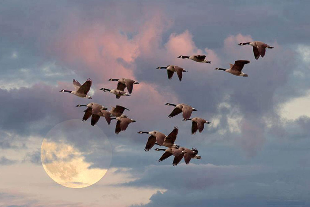 Пресвята Богородице, пришли нам Благу Вість про мир