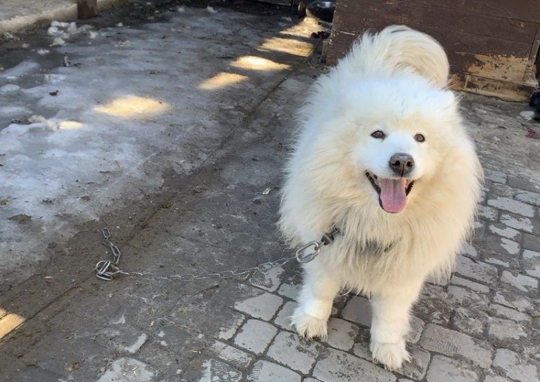 В Україні заборонили утримання собак на ланцюгу