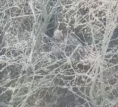 На фронті нова хвиля «епідемії» самогубств на полі бою серед російської піхоти