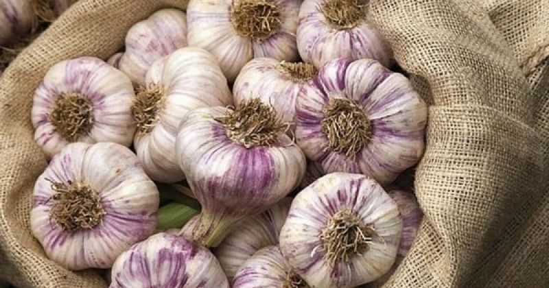 Виробництво часнику в ЄС опинилося під загрозою