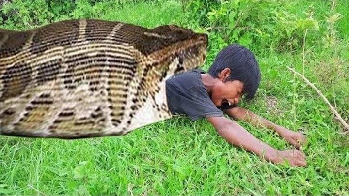 Дружні обійми пітона