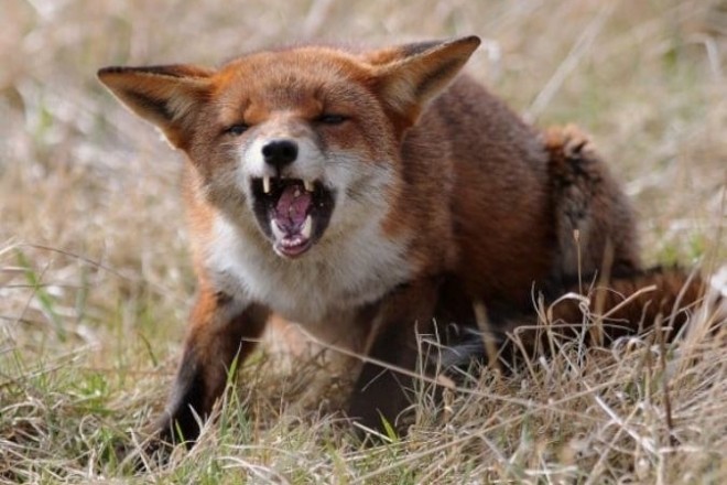 58 випадків сказу з початку року зафіксували на Вінниччині