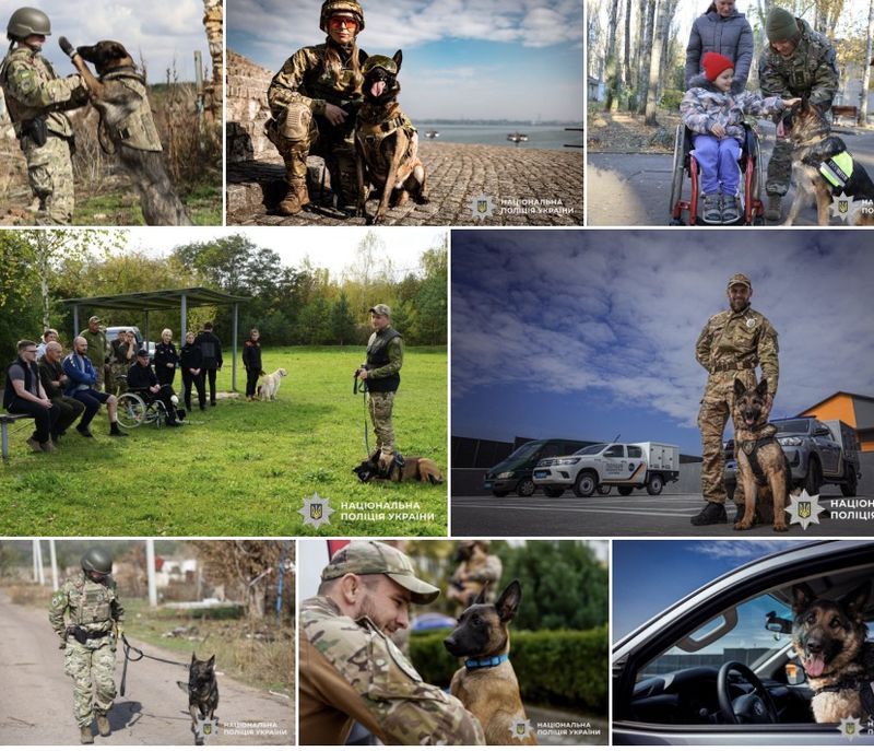Майже 900 службових собак щодня допомагають Національній поліції України виконувати найскладніші завдання