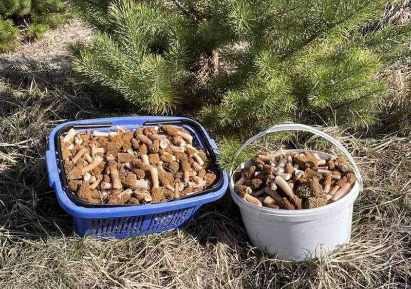 Ось скільки грибів вже назбирала в лісі Наталія Слободянюк