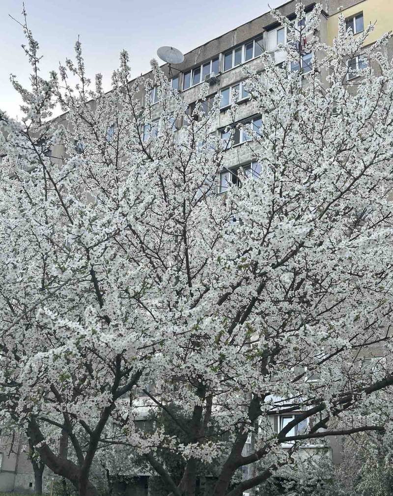 Погляньте, як можна облаштувати двір звичайної багатоповерхівки