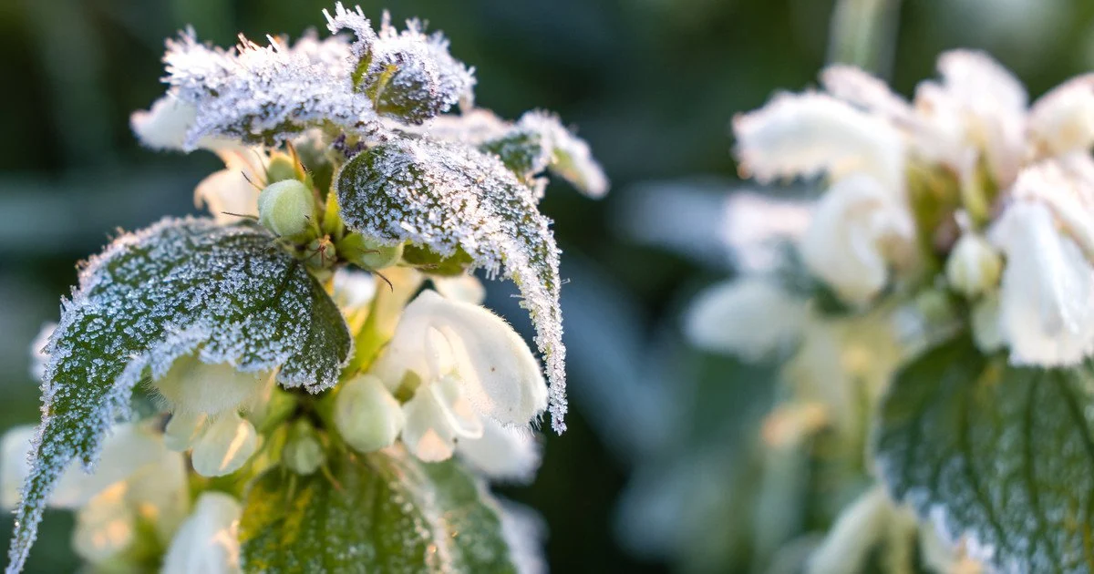 Україну накриє аномальна холоднеча: синоптики попередили про морози до -4