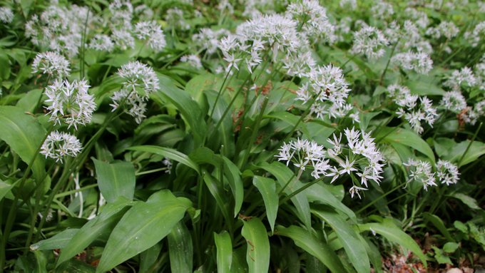 Черемшу легко переплутати зі схожими отруйними рослинами