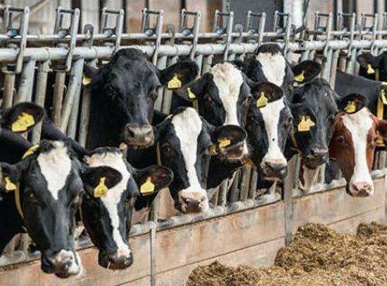 На Вінниччині запрацювала сучасна молочна ферма на 1200 корів