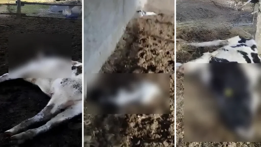 Масовий мор худоби