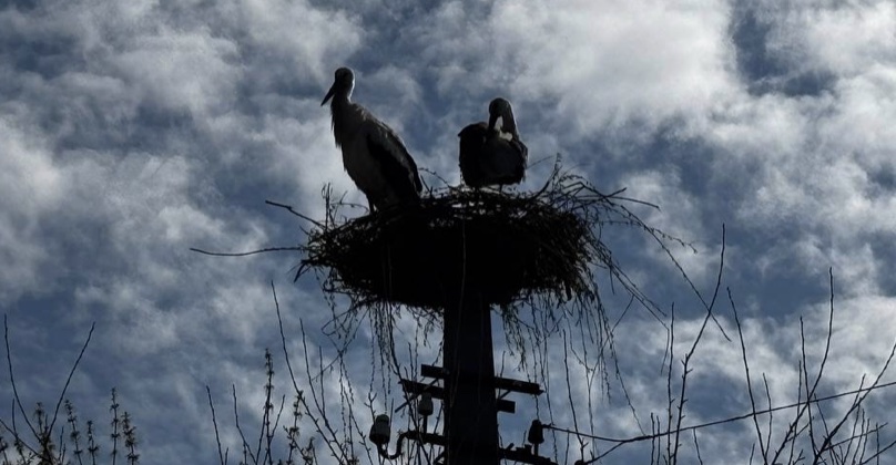 Подружжя відновило обпалене війною лелече гніздо