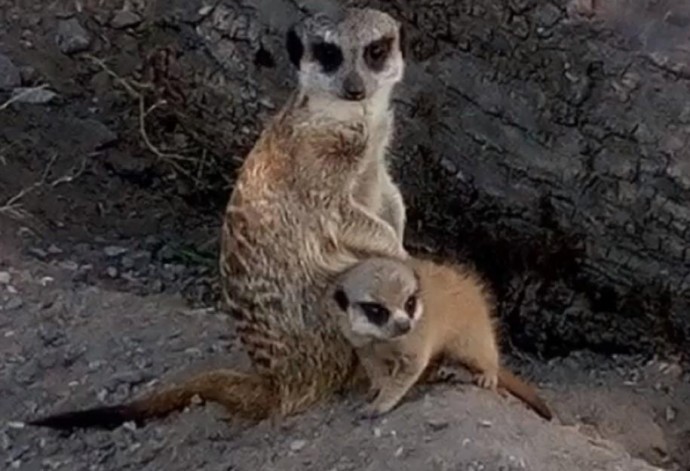 Весняне поповнення у вінницькому зоопарку почувається добре