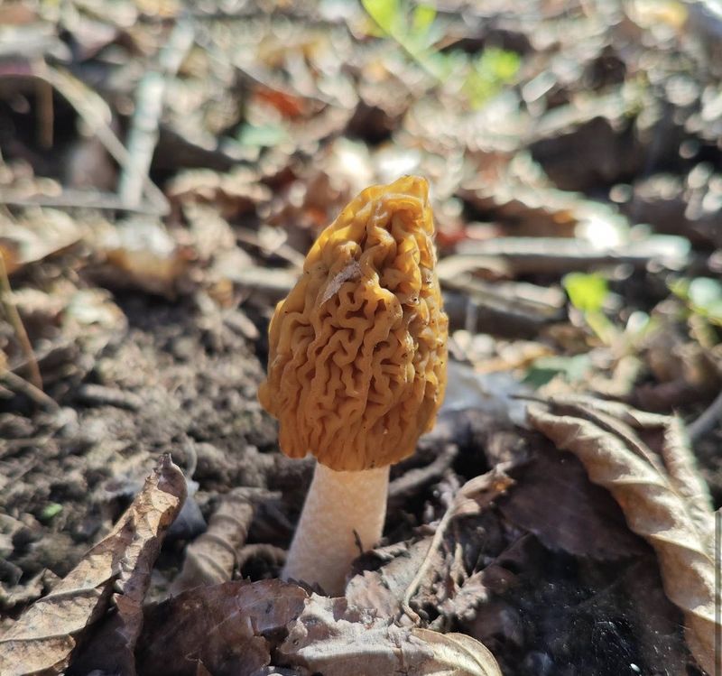 У лісі вже є гриби