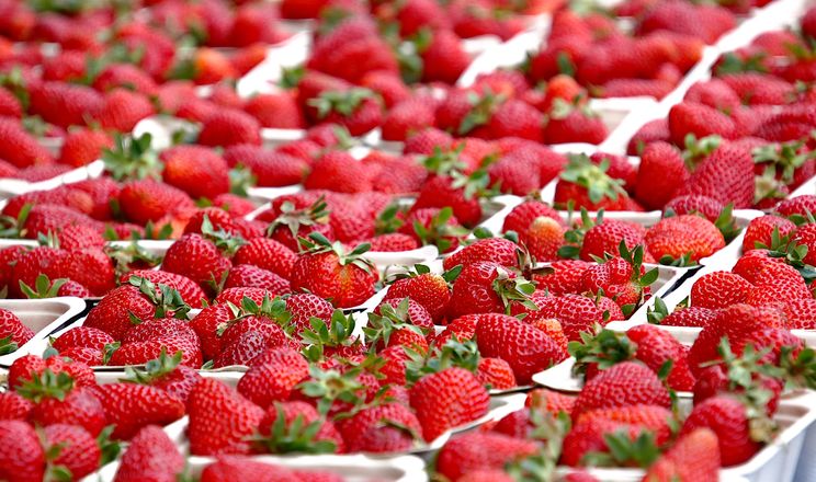 Імпортна полуниця стала серйозним конкурентом для українських виробників