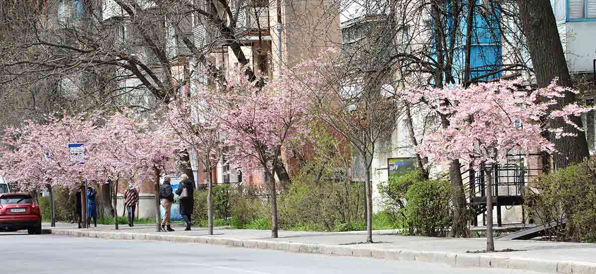 Сакури вже стали символом Вінниці