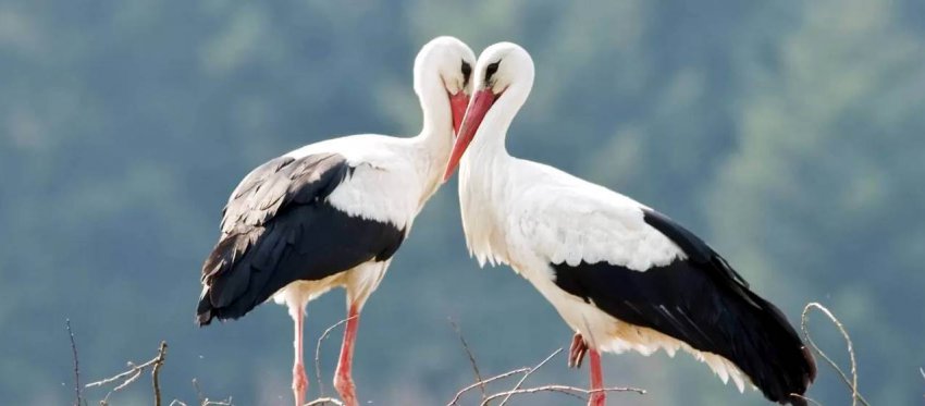 Тисячі лелек зробили вимушене приземлення на Одещині