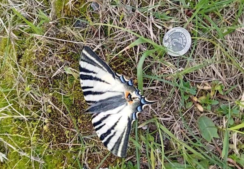 Гігантського метелика виявили в Нетішині