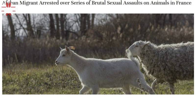 19-річного мігранта з Афганістану у Франції судитимуть за зґвалтування кіз і овець, — ЗМІ
