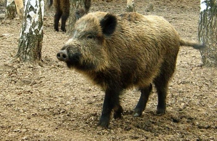 На Вінниччині фіксують спалах африканської чуми серед диких свиней