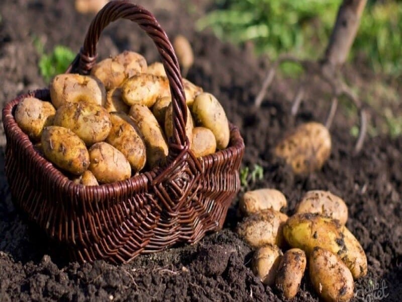 Хочете отримати щедрий урожай картоплі вже на початку літа?