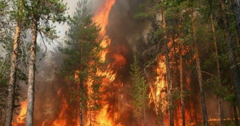 З початку повномасштабки збитки від лісових пожеж в Україні перевищили 1 трлн грн