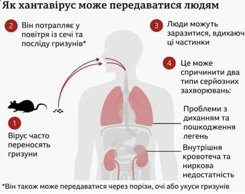 Пандемії не буде: чи справді хантавірус такий небезпечний, як про нього говорять