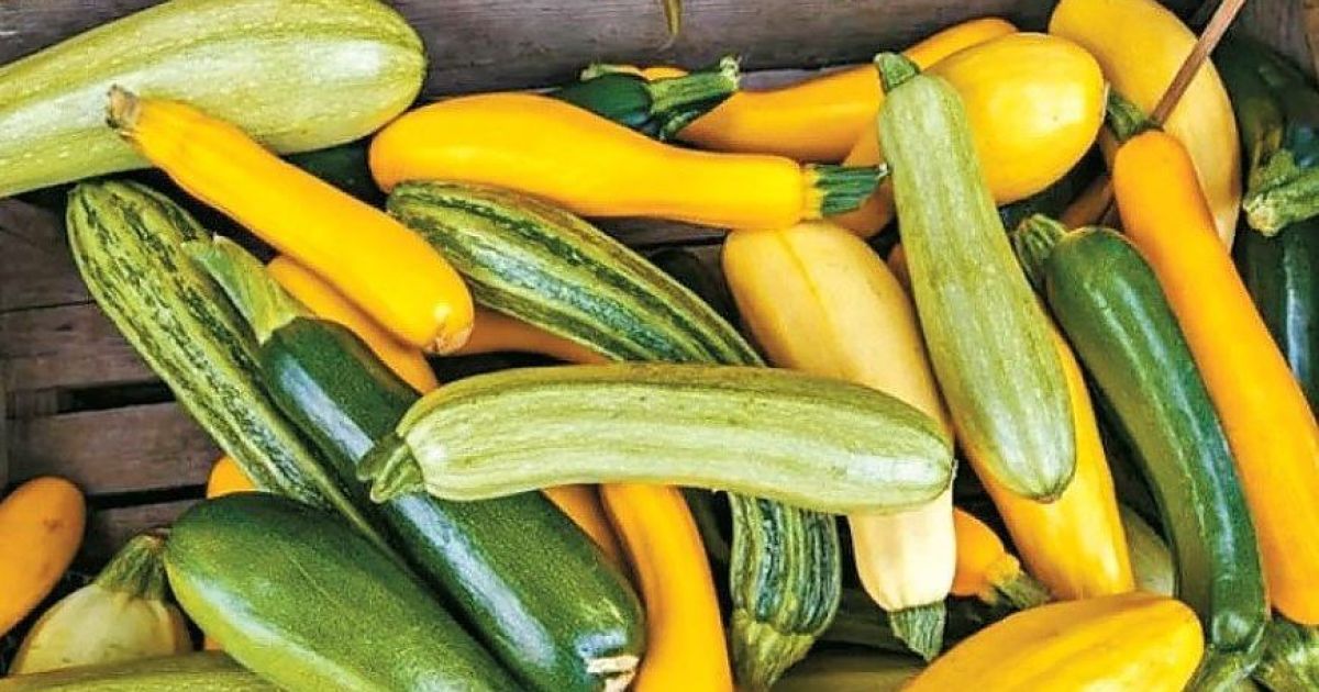 Коли та як треба садити кабачки
