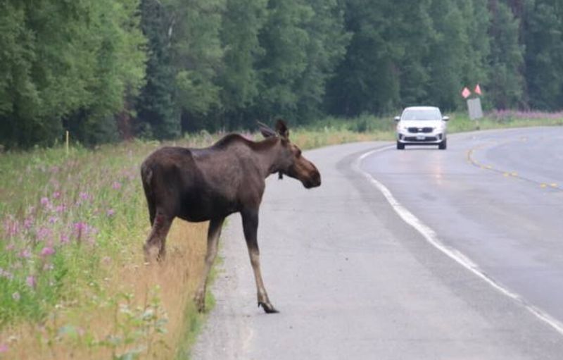 Авто на смерть збило червонокнижного лося