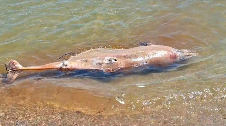 Екосистема Чорного моря знаходиться в критичному стані