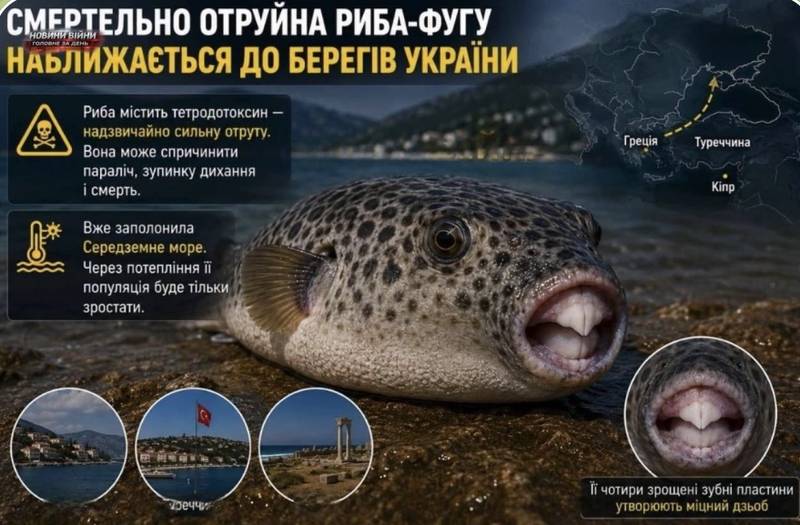 До узбережжя України наближається смертельно отруйна риба-фугу, яку вже зафіксували в Чорному морі