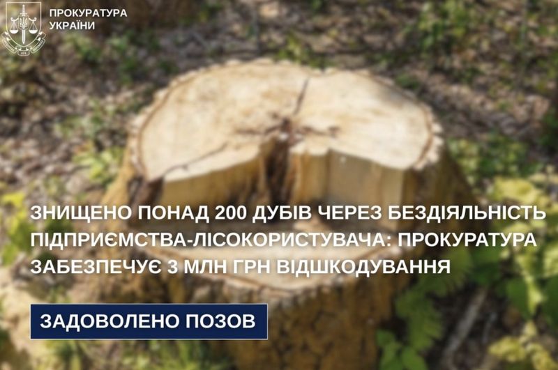 Вирубали столітніх дубів на 3 млн. через бездіяльність посадовців