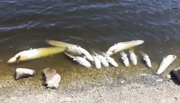 Масовий мор риби на річці Вовк у Летичеві
