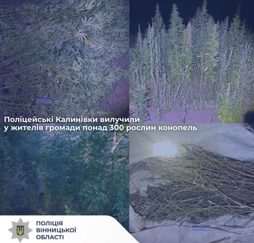 Поліцейські Калинівки вилучили у жителів громади понад 300 рослин конопель