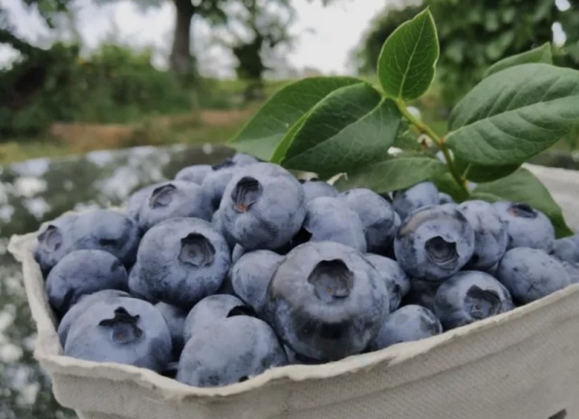 Україна отримала рекордну виручку від експорту одного з видів агропродукції