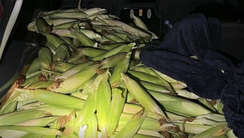 У Німеччині троє українців викрали з поля 300 кг кукурудзи